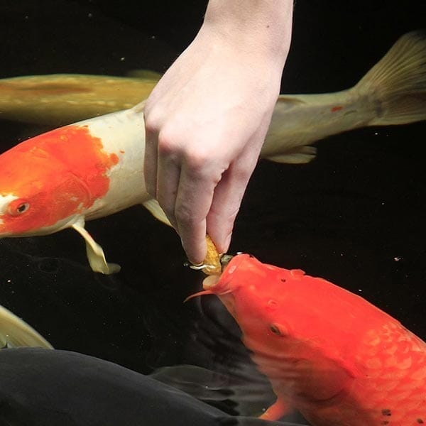 Adding Your Fish To The Pond