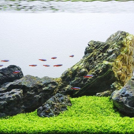 Aquascaping: Everything you Need to Know