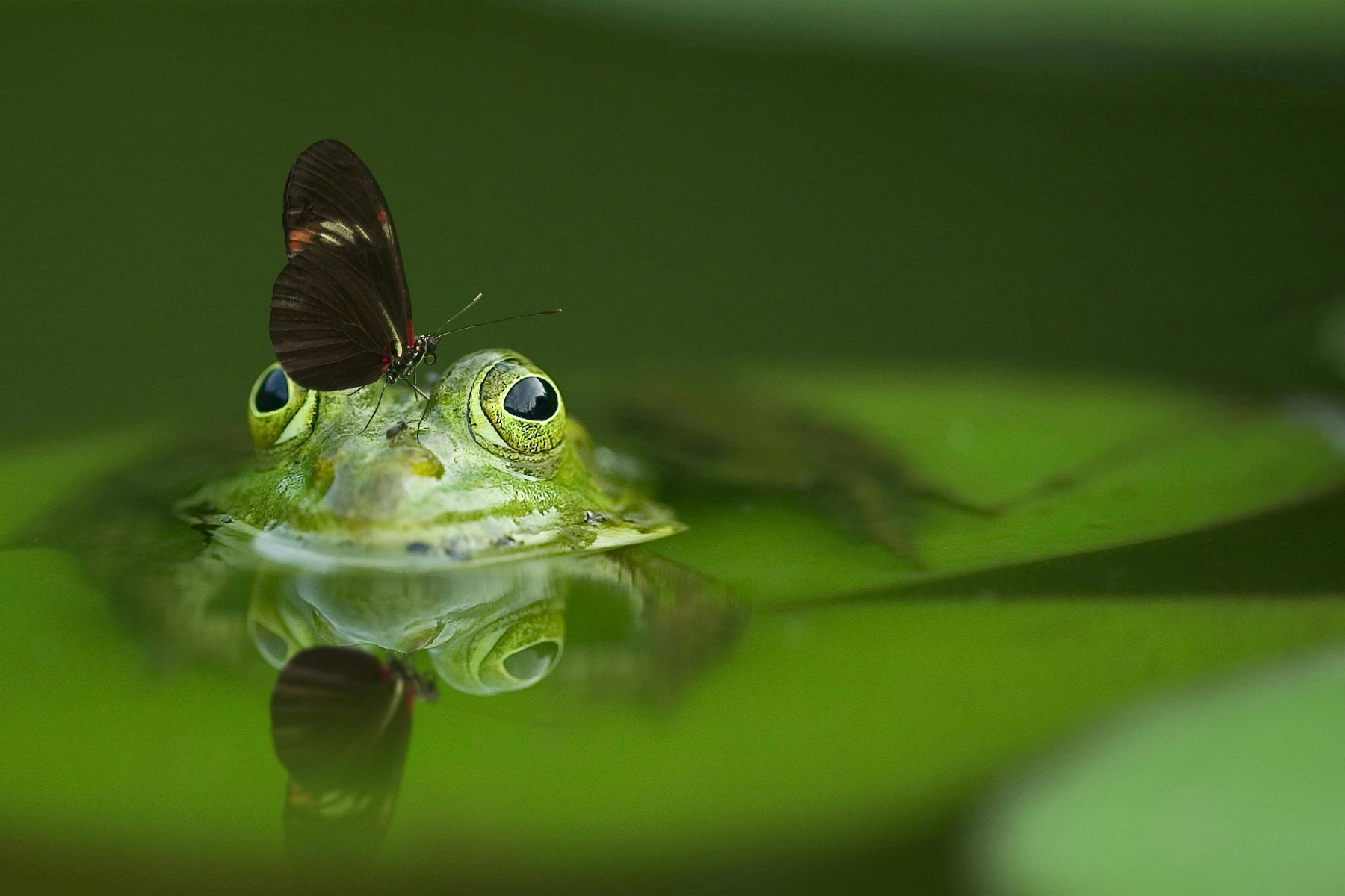Building a Pond