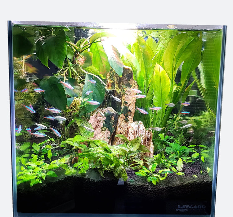 CRYSTAL 45 Degree Low Iron Ultra Clear Aquarium with Built in Side Filter (14.26 gallons, 23.62" x 11.81" x 11.81") Aquarium Lifegard Aquatics