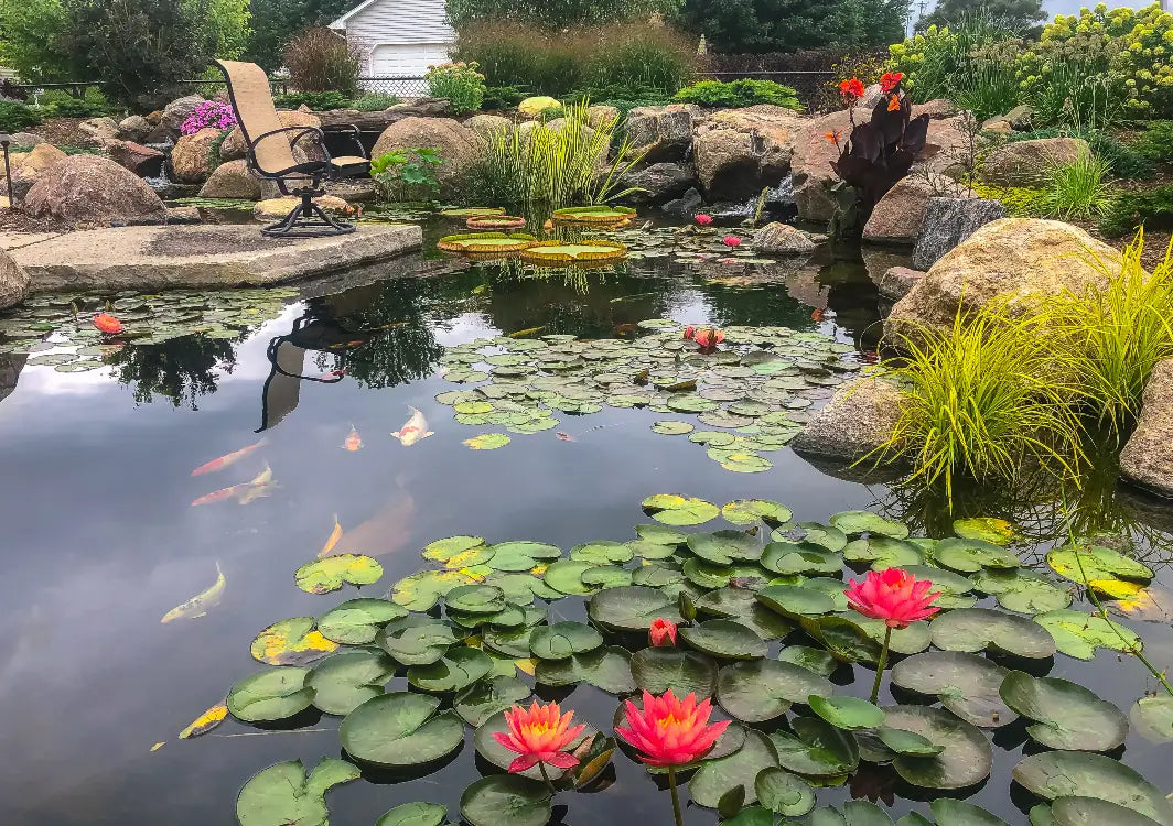 Aquascaping and Pond Guide