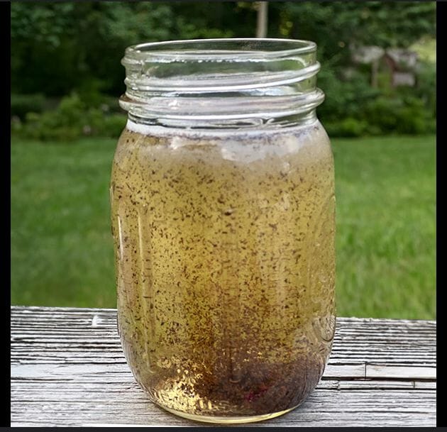 Is Your Pond a Healthy Ecosystem? Here's How to Tell