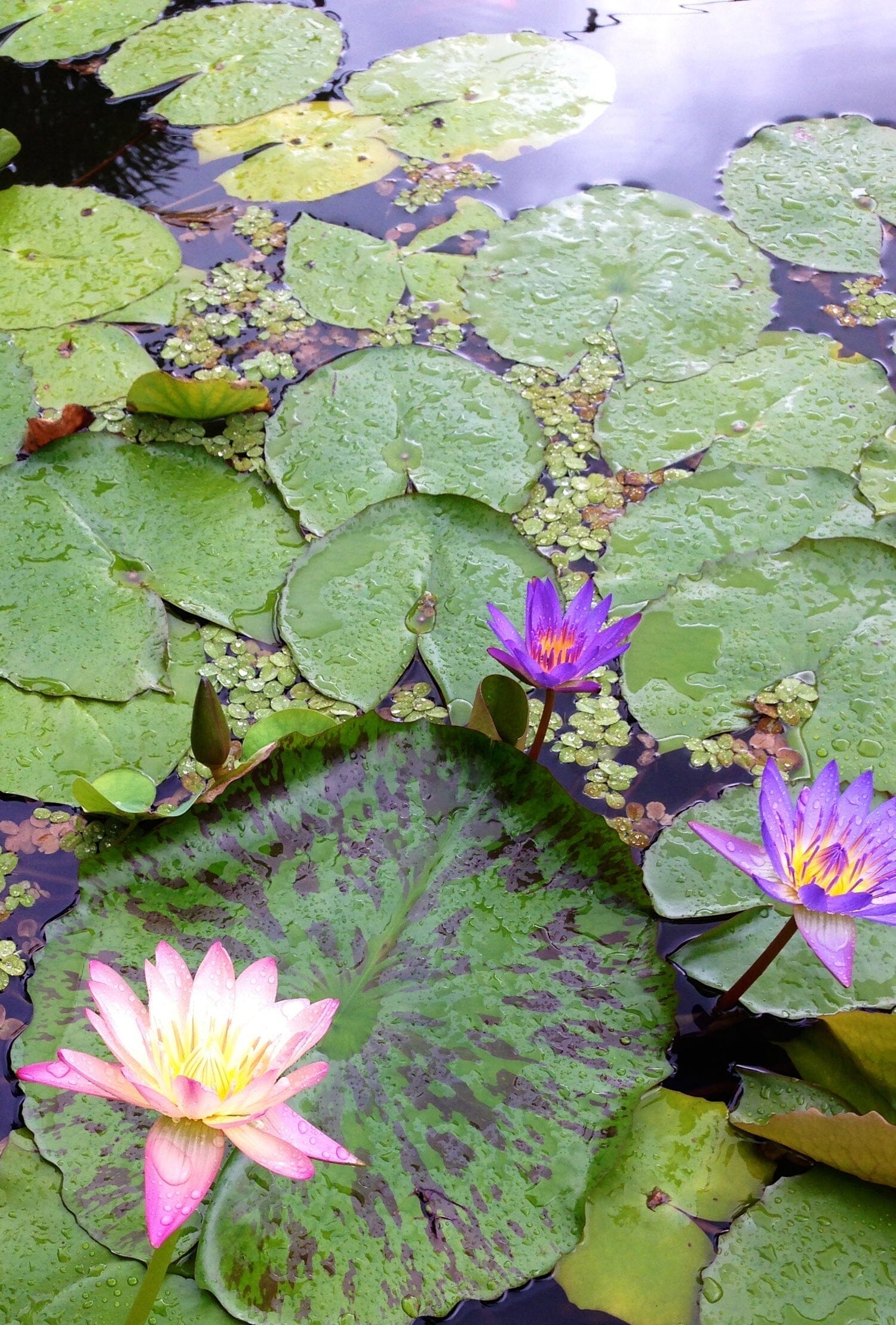 Spring Pond Care Guide: Revitalize Your Pond for the Season