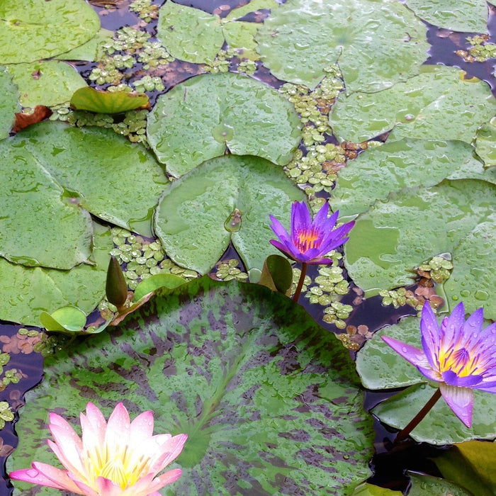 Spring Pond Care Guide: Revitalize Your Pond for the Season