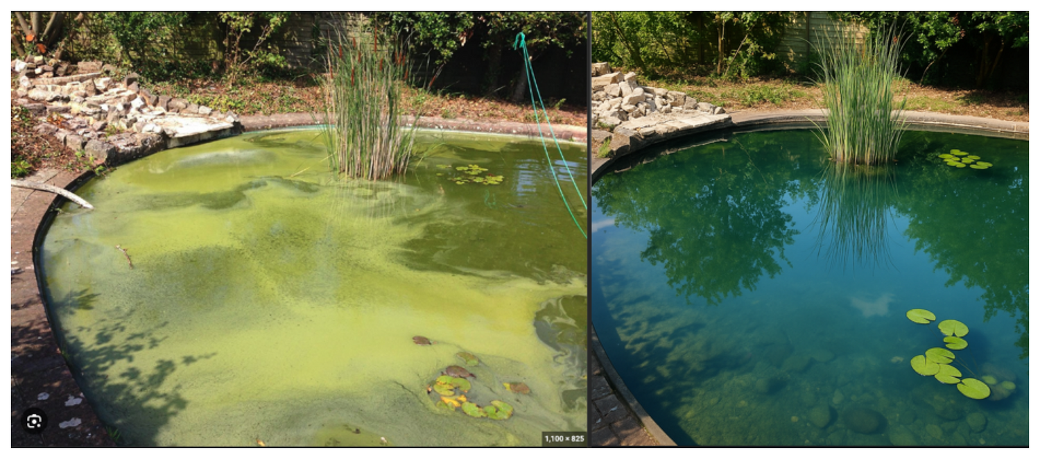 Side-by-side comparison of a pond before and after cleaning, with green algae on the left and clear water on the right.