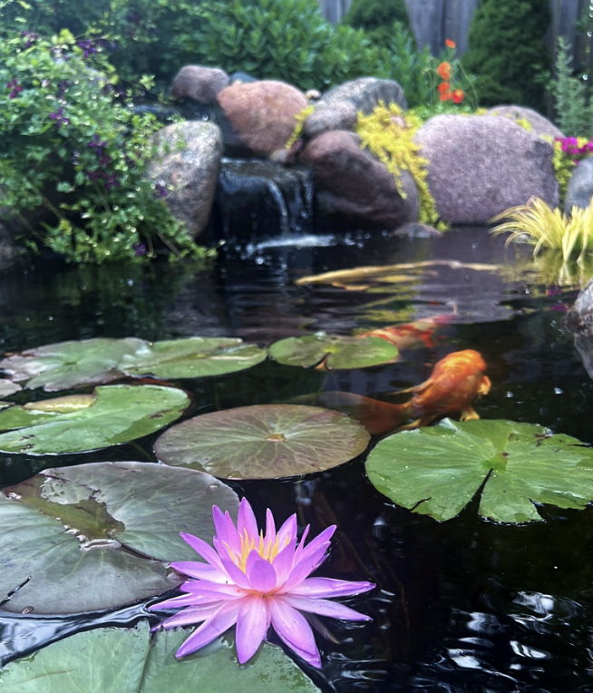 Seasonal Pond Care Plan — Medium (1,000 – 3,000 gallons)
